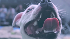 fuechse in den nikesocken