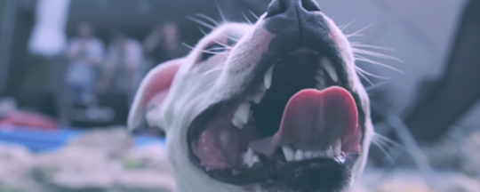 fuechse in den nikesocken